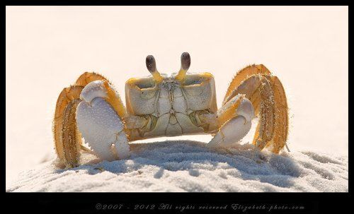 Краб призрак - Ghost crab