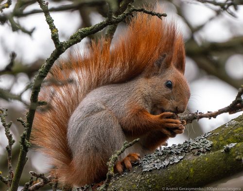 The red squirrel or Eurasian red squirrel Sciurus vulgaris eating nuts portrait. Animal and wildlife photo