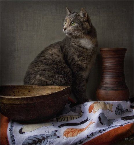 Портрет гордой кошки Тинатин