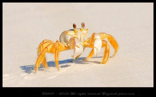 Краб призрак - Ghost Crab