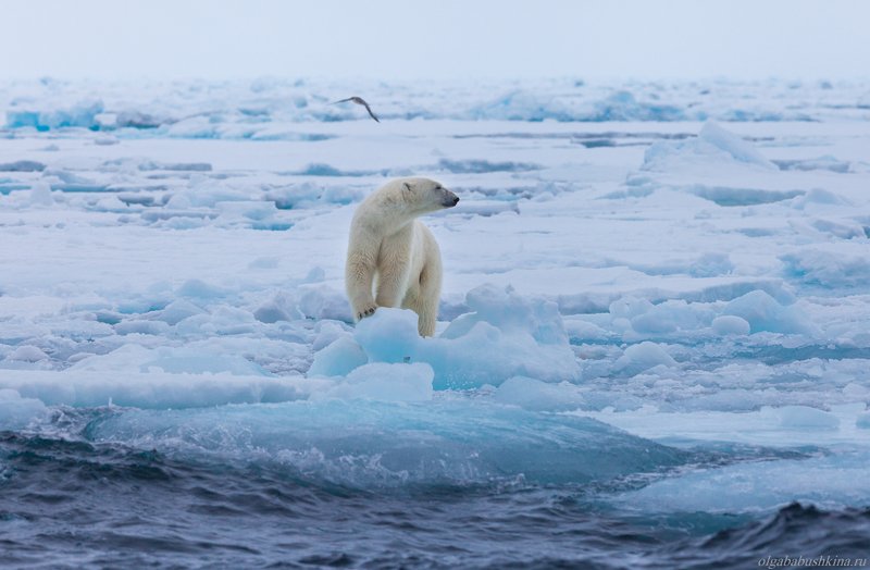 белый медведь, шпицберген, свальбард, арктика, arctic, svalbard Хозяин Арктикиphoto preview