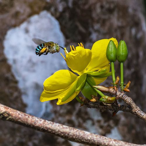 Bee flying to flower on Spring