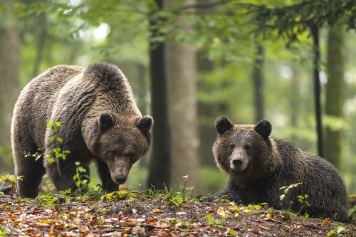 Slovenien bear couple