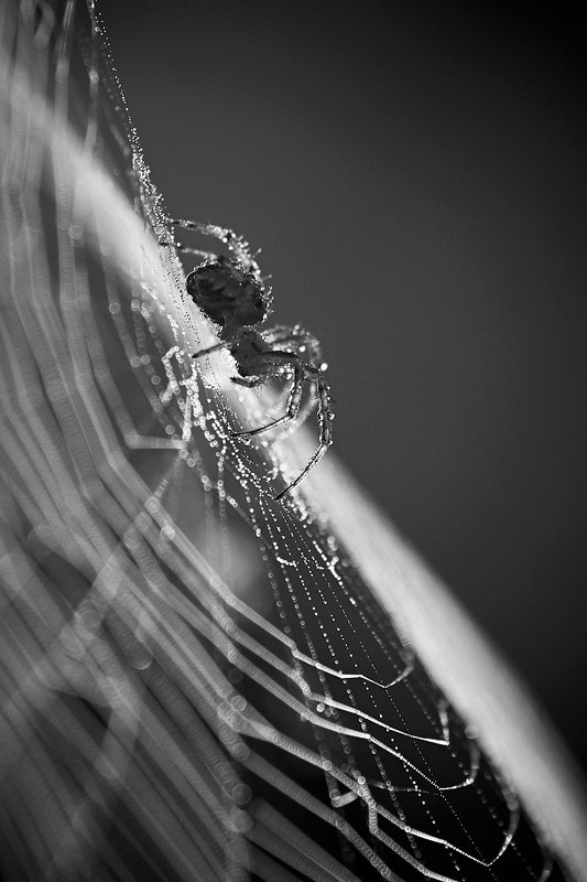 Morning web...photo preview