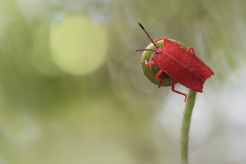 Red bug. Red bug rbw10. color 6 ladybugs red.