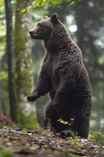 Slovenain brown bear