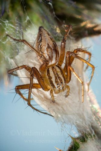 Паук-рысь / lynx spider