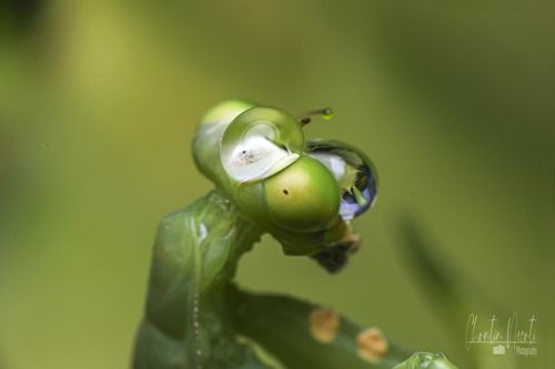 Mantis and drop dews!