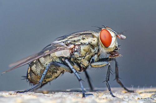 Macro of fly