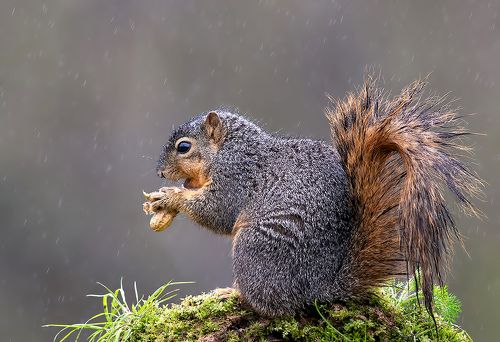 Fox Squirrel in rain - Лисья Белка