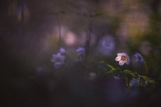Каждый человек-для кого то свет в жизни.