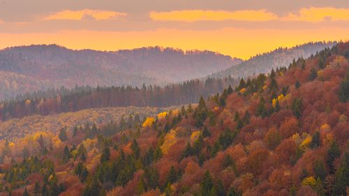 Autumn foliage trees in the Carpathian mountains