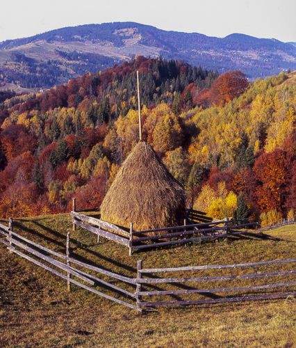 Autumn foliage trees in the mountains. Meadow with haystack and forest in the Carpathian mountains Fuji Velvia film