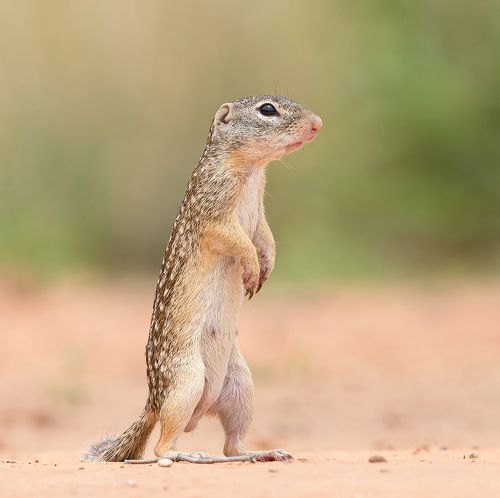 Земляная Белка -Mexican ground squirrel