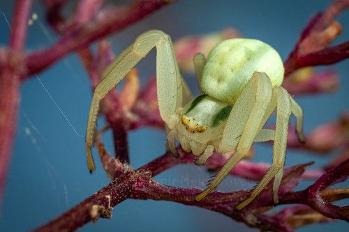 Паук бокоход фото The flower crab spider Misumena vatia / Паук-бокоход Misumena vatia. Фотограф Вл