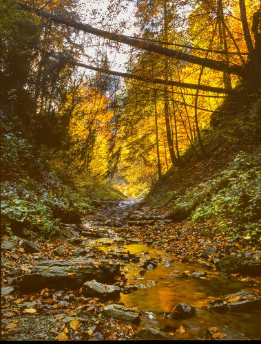 Autumn foliage trees in the Carpathian mountains. Fuji Velvia film