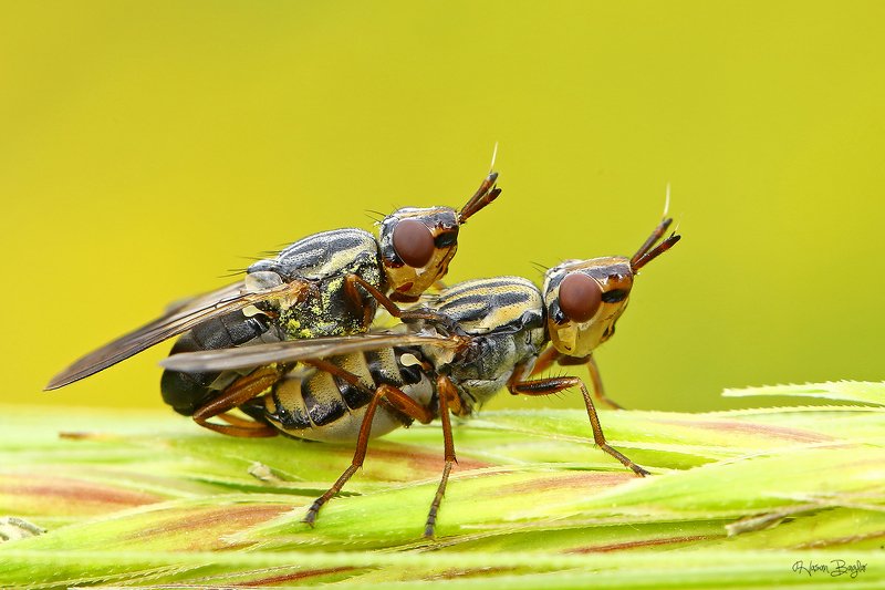 #mating#fly#macro#northcyprus Perfect Lovephoto preview