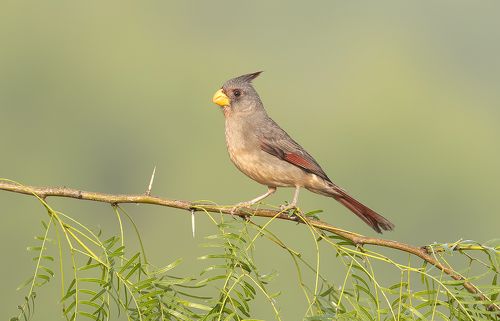 Female Pyrrhuloxia - Самка. Пустынный или Попугайный кардинал