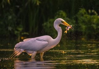 Удачная рыбалка