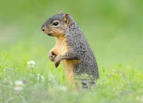 Лисья Белка -Fox Squirrel