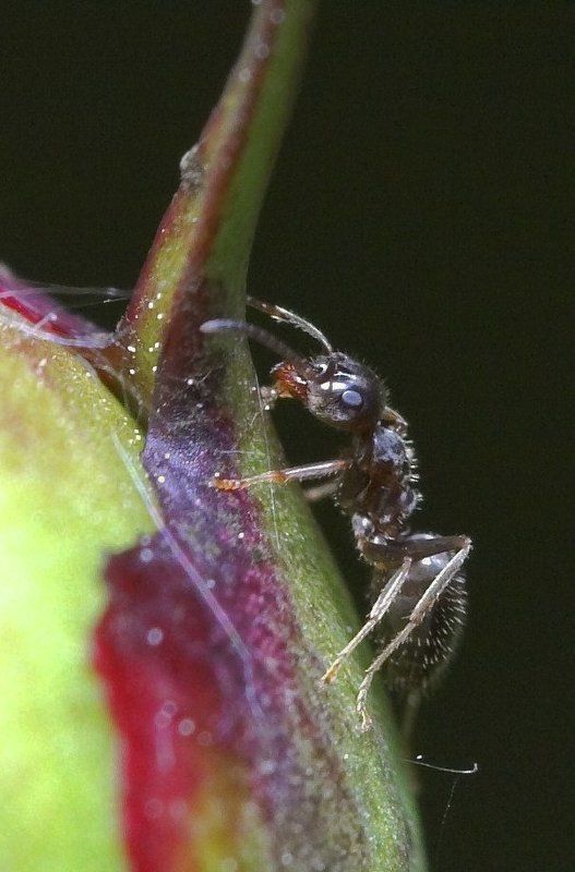 макро, муравей, пион Поздний ужинphoto preview