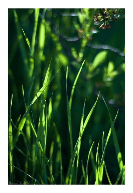 вишня, травка Летняя вечерняя травка тянется к ветке кустовой вишниphoto preview