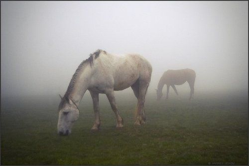 В тумане..