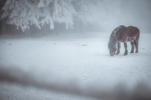 Frozen horse