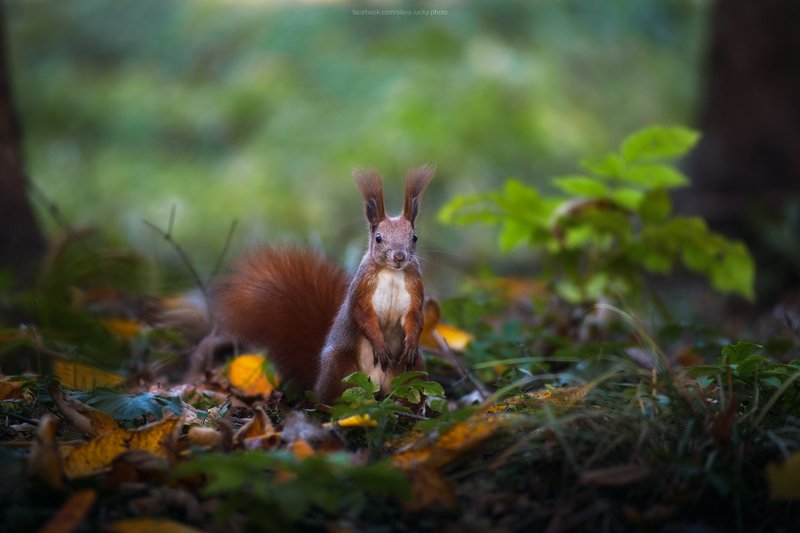 squirrel, nature, autumn, leaves, белка, природа, осень photo preview