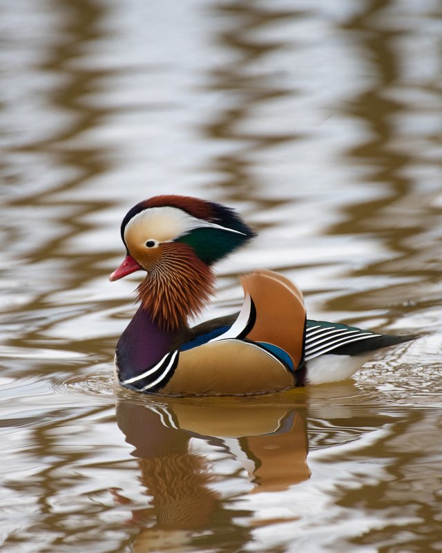 mandarinduck, duck, birds, widlife, nature Mandarin Duckphoto preview