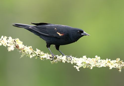 Красноплечий чёрный трупиал - Red-winged Blackbird