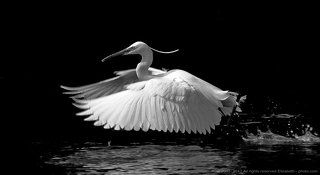 Little Egret in B/W