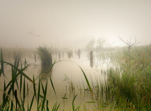 Fog over swamps
