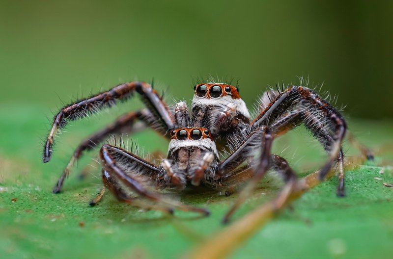 macro wildlife closeup insects spiders Cannibalism of two striped jumper malesphoto preview