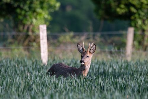 Roe deer in spring