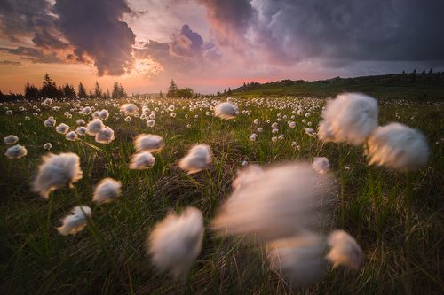 Wild cotton flowers