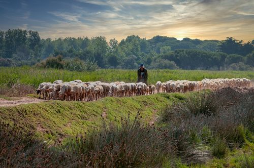 The shepherd leads the herd