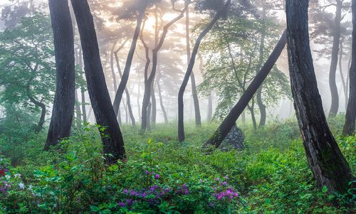 May's mist forest