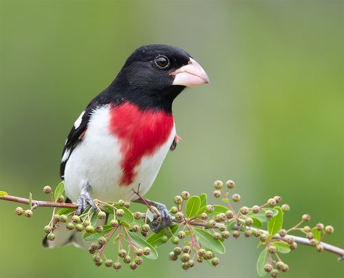 Самец. Красногрудый дубоносовый кардинал  - Rose-breasted Grosbeak