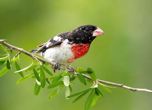 Пара. Красногрудый дубоносовый кардинал - Rose-breasted Grosbeak