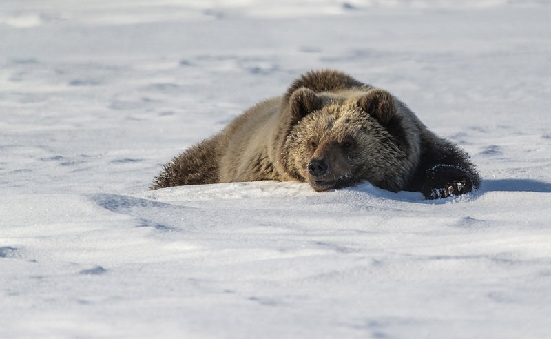 чукотка весна медведь бурый спячка проснулся После долгого сна....photo preview