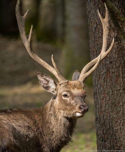 sika deer (Cervus nippon) also known as the spotted deer portrait