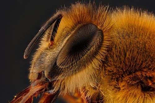 Глаз пчелы.