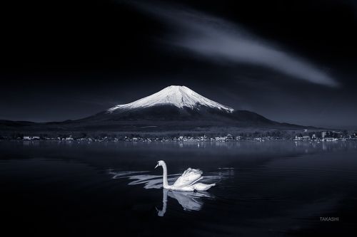 Swan on mirror