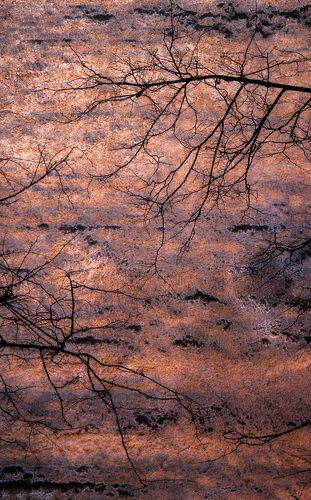 branches at dawn