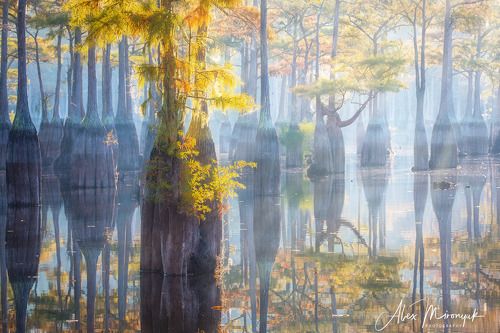 Осень пришла на кипарисовые болота Джорджии