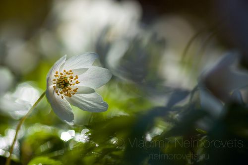 Ветреница дубравная (Anemone nemorosa) / The wood anemone (Anemone nemorosa)