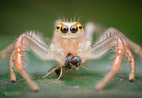 Two striped jumper with kill