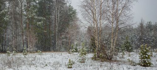 Опушка леса в снегопад