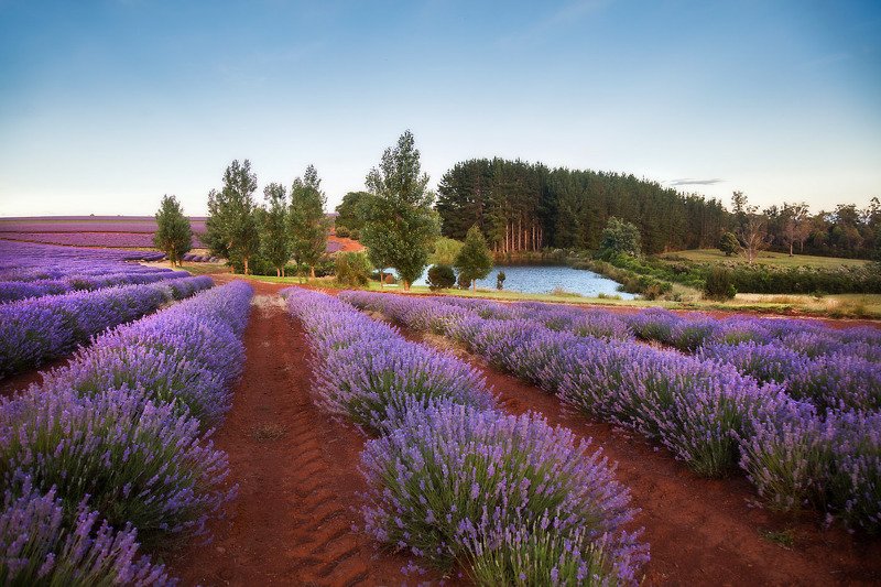 тасмания, лаванда, австралия, tasmania, lavender Лавандовые поля Тасманииphoto preview
